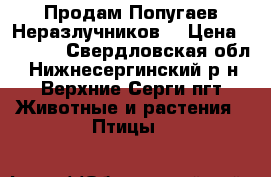 Продам Попугаев Неразлучников. › Цена ­ 2 000 - Свердловская обл., Нижнесергинский р-н, Верхние Серги пгт Животные и растения » Птицы   